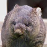 ちょぽりーたさんの画像